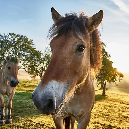 Farmház Bio-ferienhof Hoefler- 400 Jahre Alter 4-seithof, Direkt Neben Dem Rannasee
